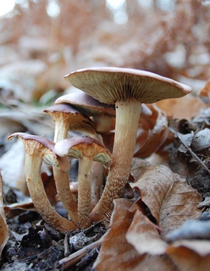 fungo da determinare1